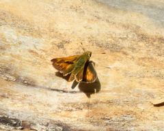 Ochlodes sylvanoides omnigena