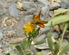 Ochlodes sylvanoides omnigena