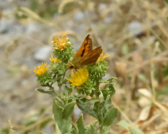 Ochlodes sylvanoides omnigena