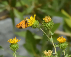 Ochlodes sylvanoides omnigena