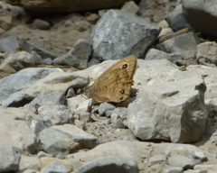 Cercyonis sthenele masoni