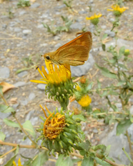 Ochlodes sylvanoides omnigena