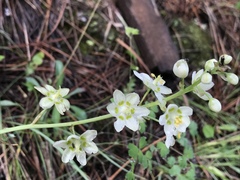 Anticlea elegans elegans