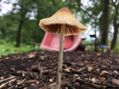 Psathyrella gracilis