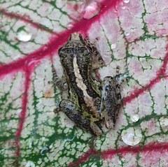 Scinax argyreornatus