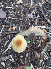 Psathyrella gracilis