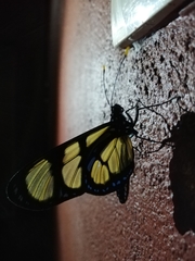 Methona themisto themisto