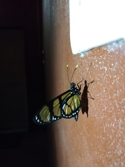 Methona themisto themisto