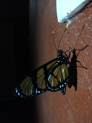 Methona themisto themisto