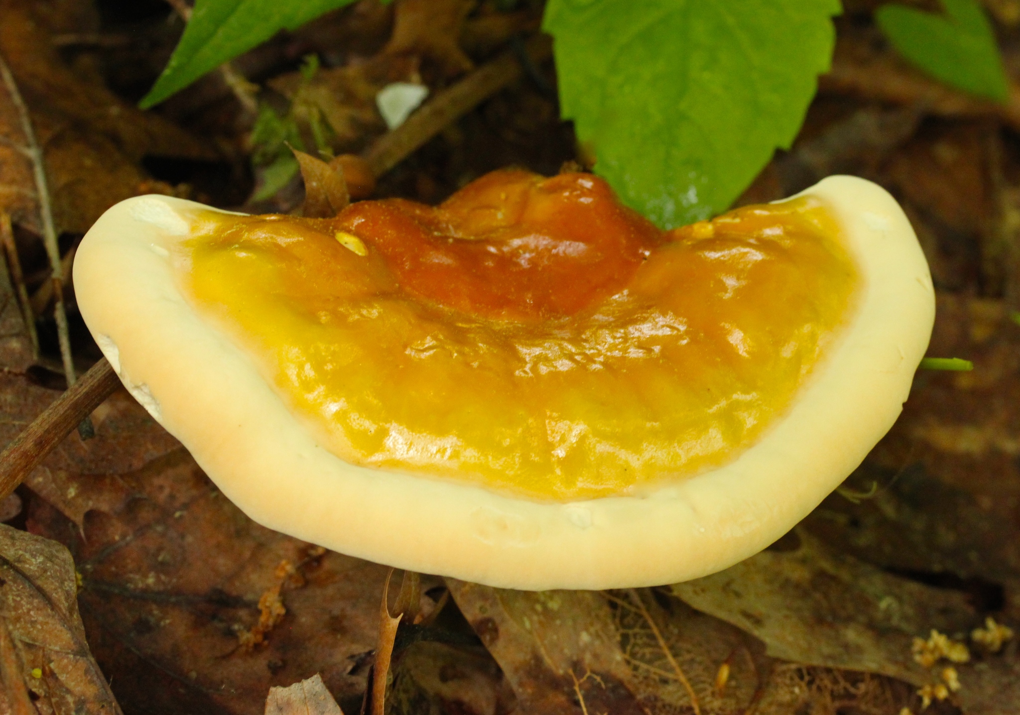 Ganoderma lucidum image