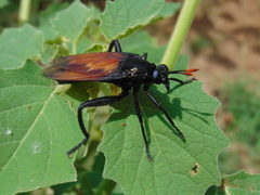 Protomydas rubidapex