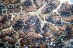 Acarospora macrospora