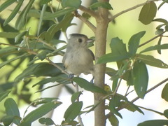 Baeolophus bicolor × atricristatus