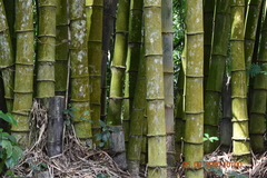 Dendrocalamus asper