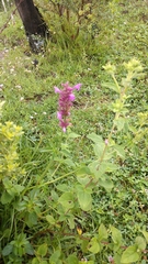 Agastache mexicana