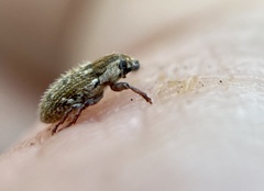 Microlarinus lareynii