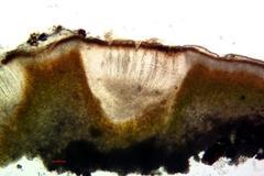 Acarospora macrospora
