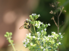 Bombus impatiens
