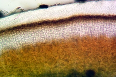 Acarospora macrospora