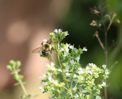 Bombus impatiens