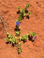 Lysimachia arvensis caerulea