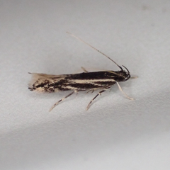 Eralea albalineella