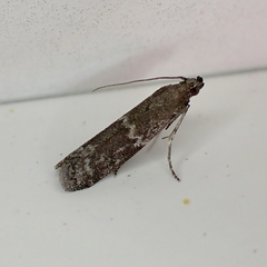 Eurythmia angulella