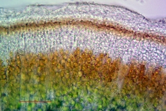 Acarospora macrospora