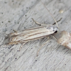 Polyhymno luteostrigella