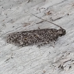 Glauce pectenalaeella