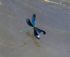 Calopteryx japonica