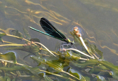 Calopteryx japonica