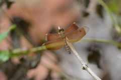 Neurothemis terminata