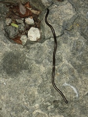 Epictia vindumi