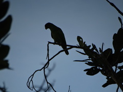 Amazona brasiliensis
