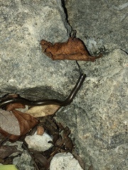 Epictia vindumi