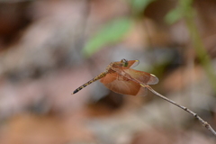 Neurothemis terminata