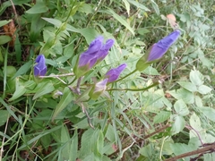 Gentianeae