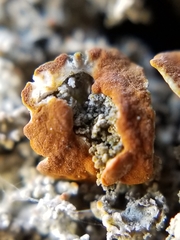 Xanthaptychia contortuplicata