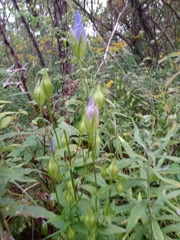 Gentianeae