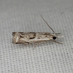 Microcrambus kimballi