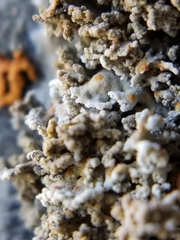 Xanthaptychia contortuplicata