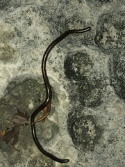 Epictia vindumi