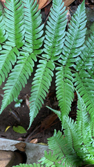 Dryopteris erythrosora