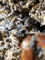 Xanthaptychia contortuplicata