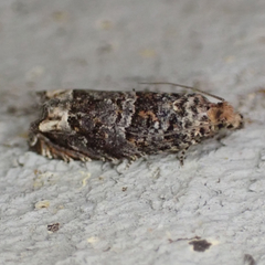 Epiblema abruptana