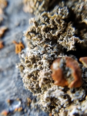 Xanthaptychia contortuplicata