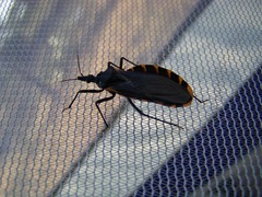 Triatoma gerstaeckeri