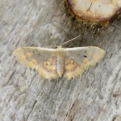 Idaea scintillularia