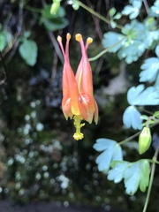 Aquilegia desertorum
